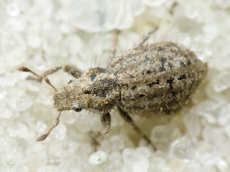 Cycloderes (Cycloderes) pilosulus (Herbst, 1795)